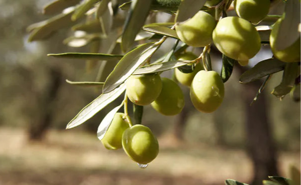 RichInFlavor toscaanse olijfolie pakket 5 liter